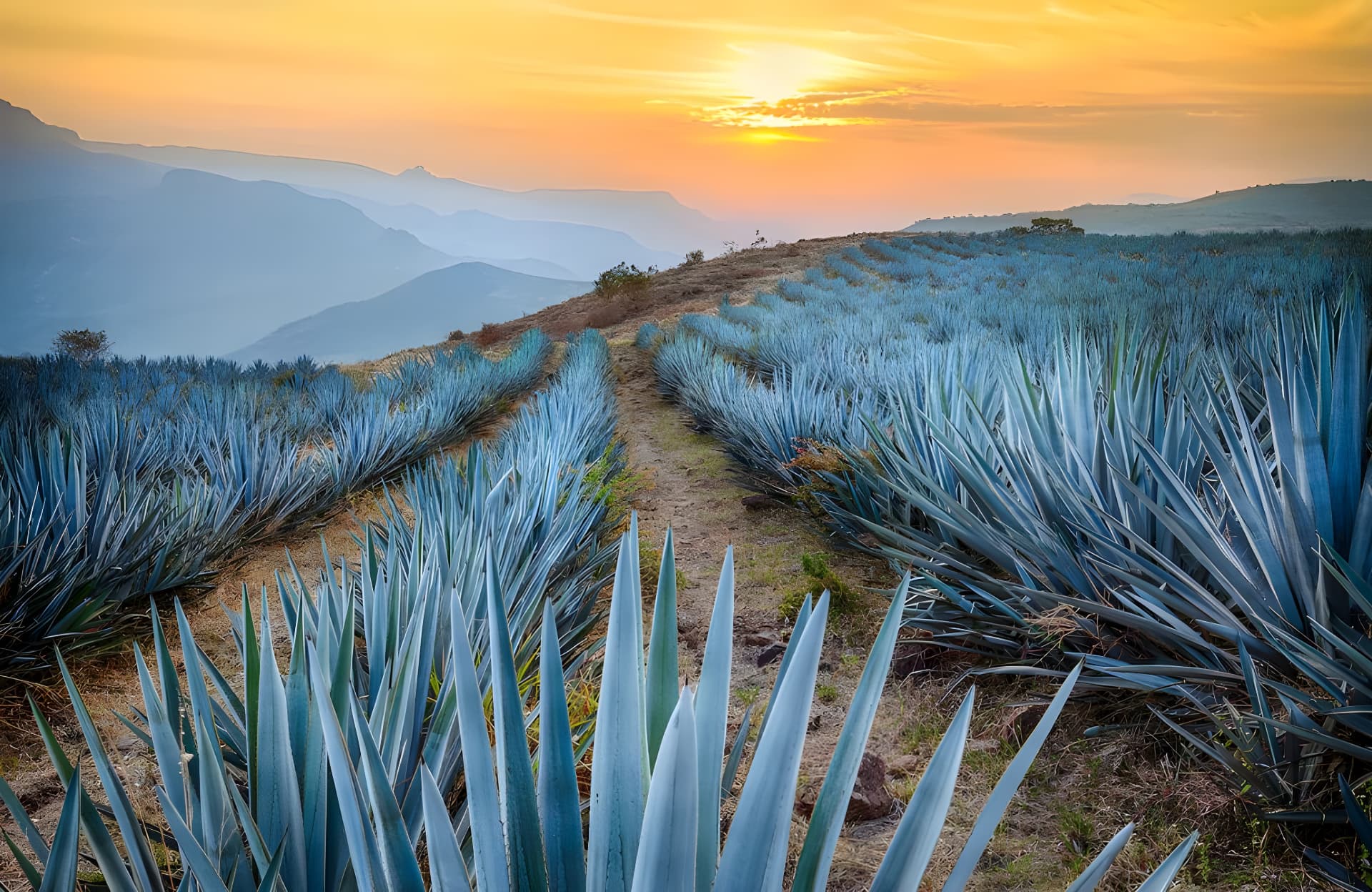 Blue agave field and pathway beneath layered mountains at golden sunset in Jalisco