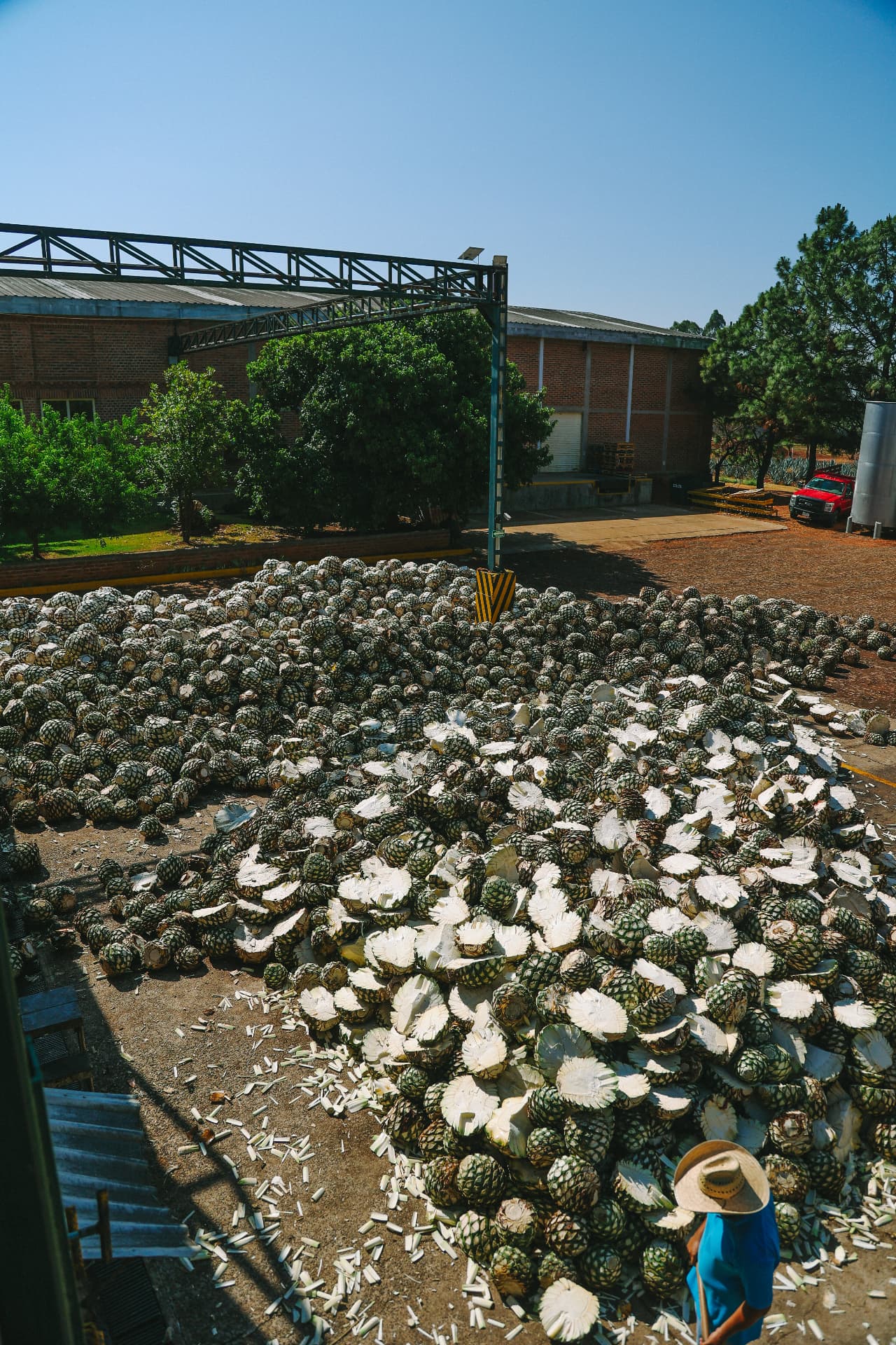 A pile of harvested Blue Weber agave piñas ready for the brick ovens at NOM 1414 in Arandas, Jalisco