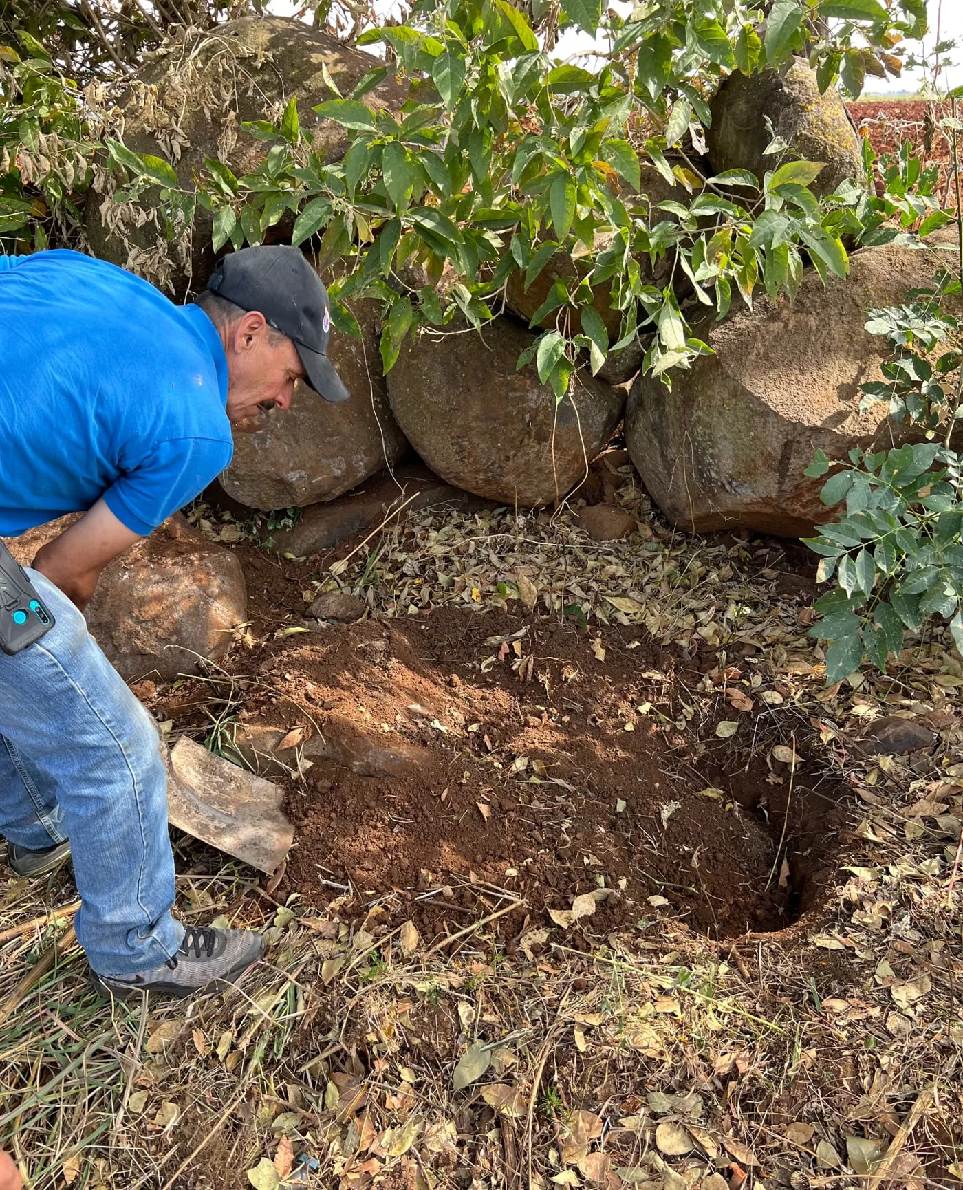 A man in a blue shirt and cap leans over a freshly dug hole in red Jalisco soil beside large boulders and leafy branches