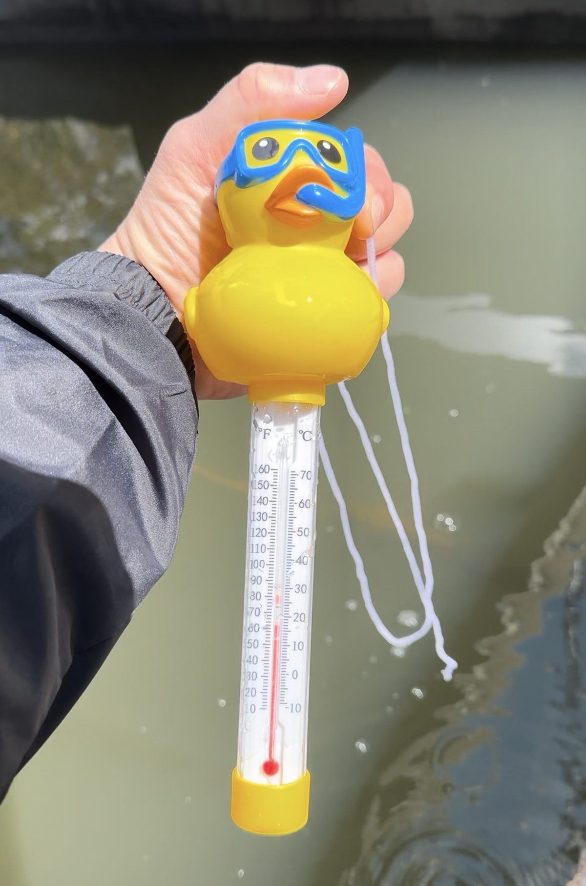 Dan the Duck, a yellow rubber duck thermometer held above the radiator tank at the distillery
