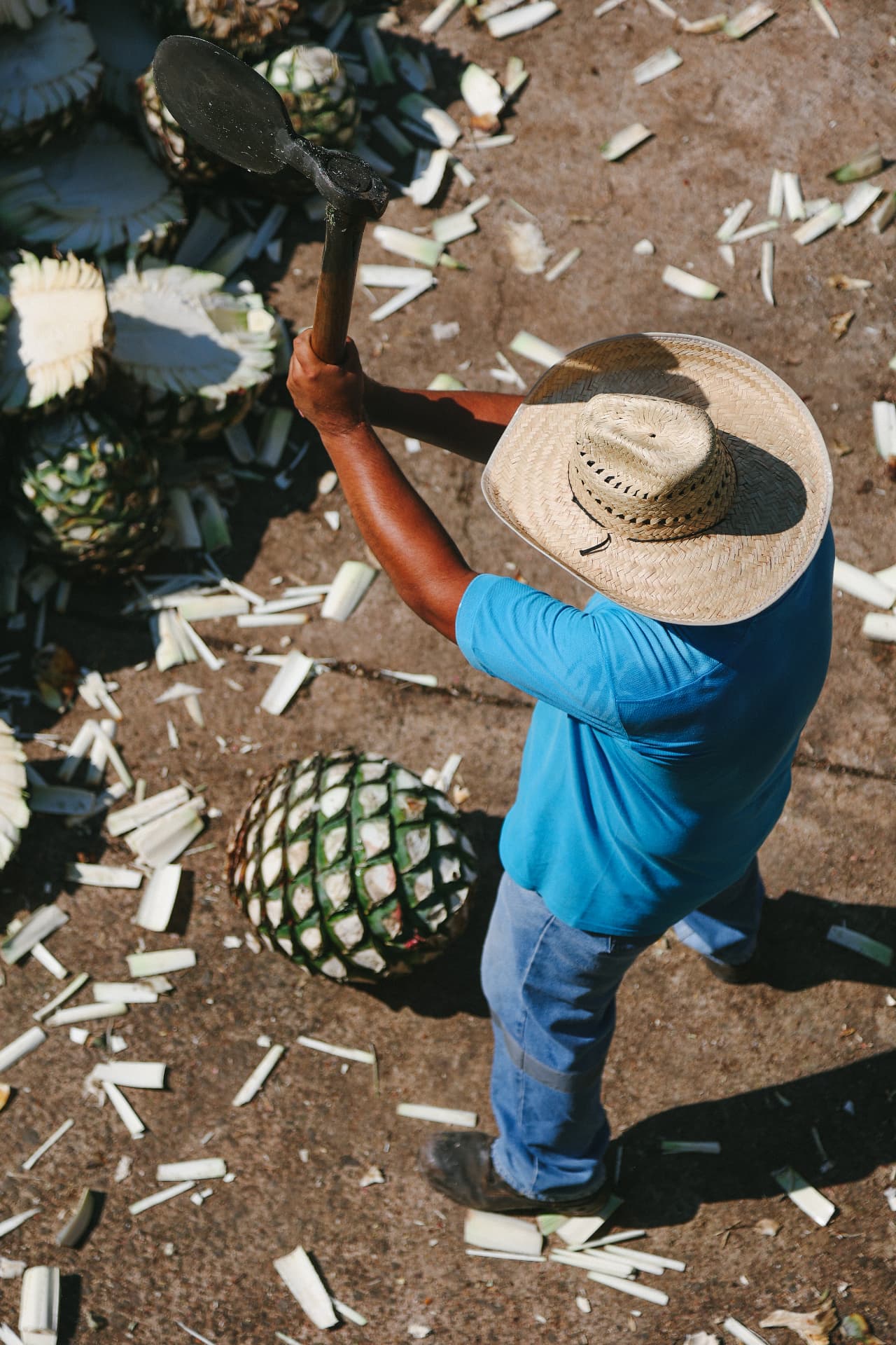 A jimador cutting mature Blue Weber agave with a coa in Arandas, Jalisco