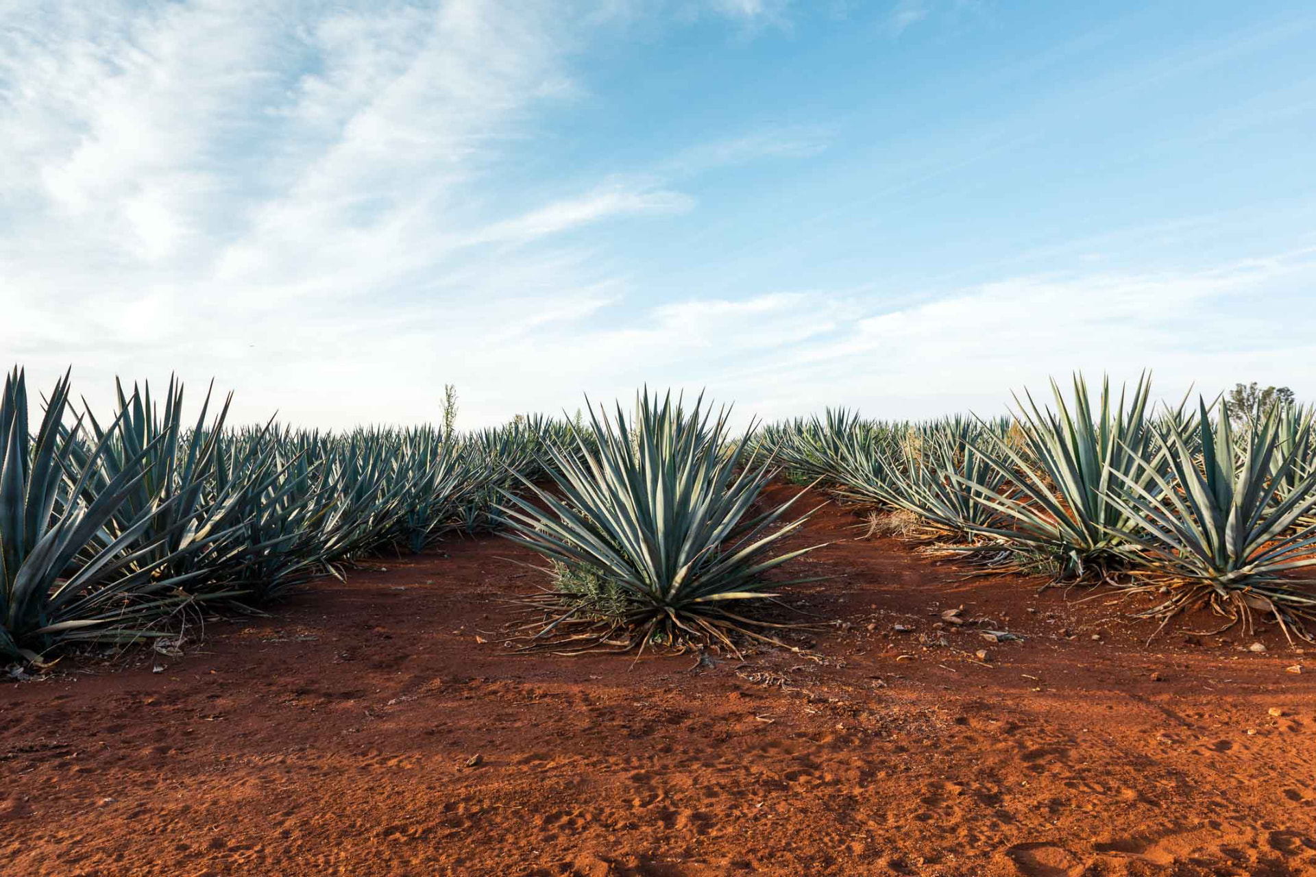 Blue agave growing in the red soil of the Jalisco Highlands