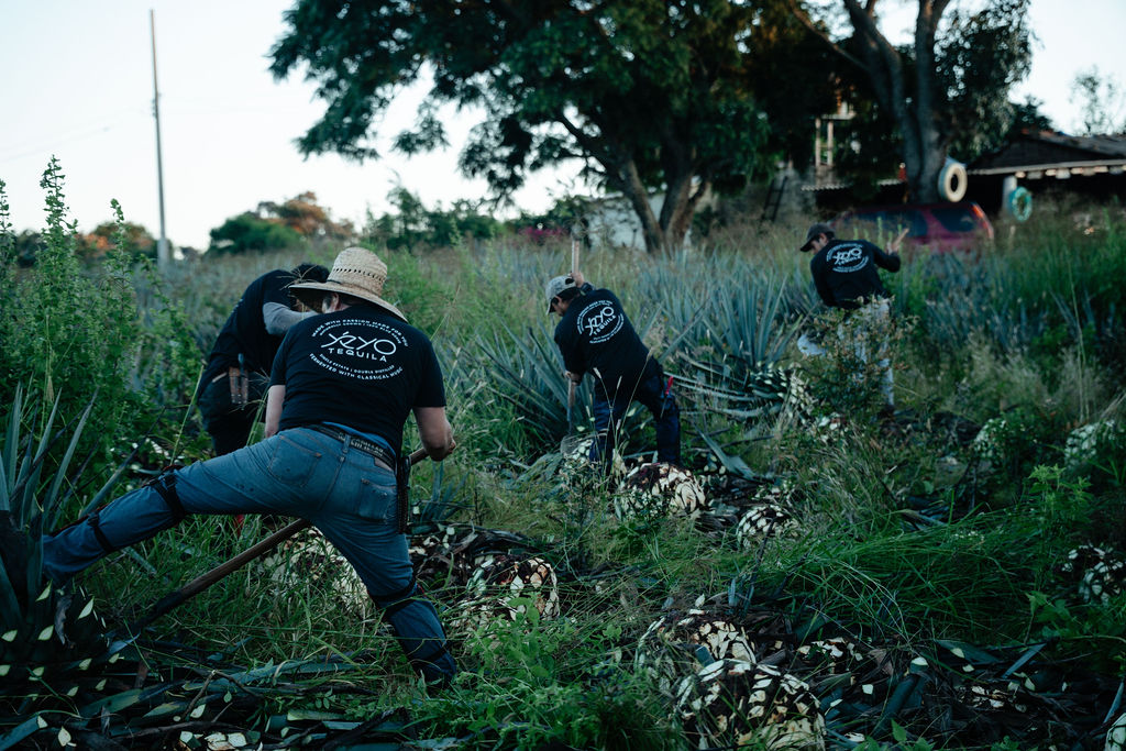 The Yéyo team working among blue agave in Jalisco