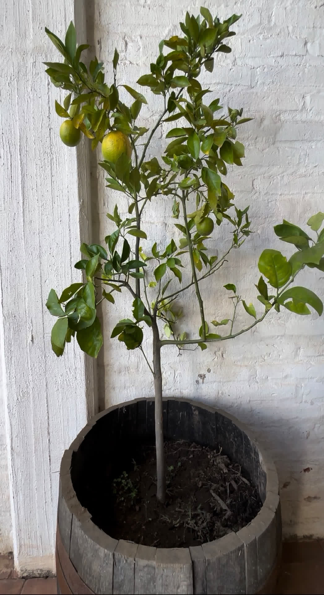 A lime tree growing from a former Yéyo barrel against a whitewashed distillery wall